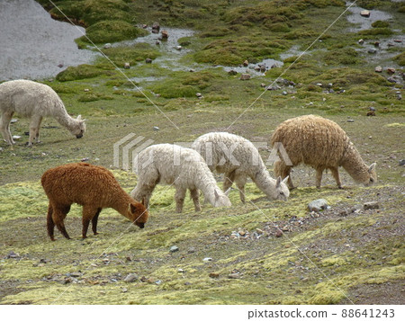 【秘魯】羊駝連續吃草(Mt. Binikunka(彩虹山)) 【秘魯】羊駝連續吃草(Mt. Binikunka(彩虹山)) 88641243