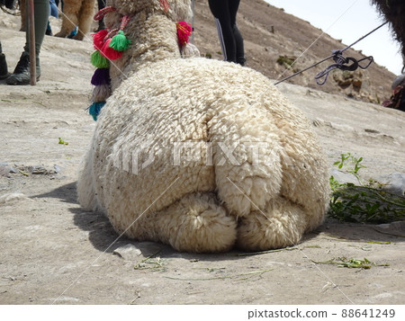 [秘魯] 坐在地上的羊駝背影（Mt. Binikunka（彩虹山）） 88641249