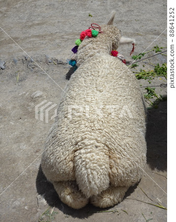 [Peru] Back view of alpaca sitting on the ground (Mt. Binikunka (Rainbow Mountain)) 88641252