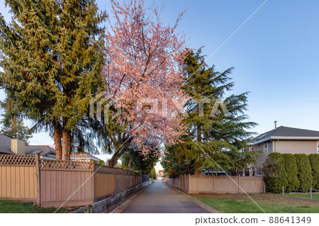 Alley in a residential neighborhood in the city suburbs. Cherry Blossom Tree. Alley in a residential neighborhood in the city suburbs. Cherry Blossom Tree. 88641349