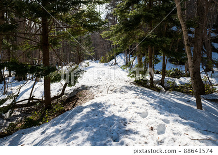 Nopporo Forest Park's spring snow trail 88641574