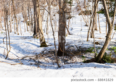 Remaining snow in the spring primeval forest of Nopporo Forest Park 88641829