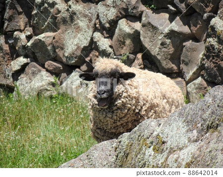 [秘魯] Lakchi 遺址：張開嘴的羊（聖佩德羅村） 88642014