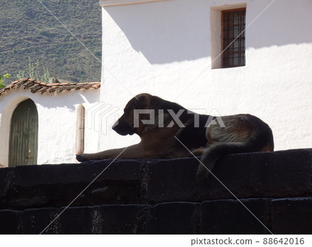 [Peru] Silhouette of a stray dog relaxing on the stairs in front of the church of San Pedro (Andahuaylillas) 88642016
