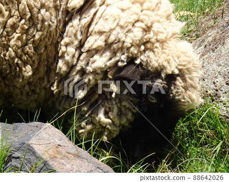 [Peru] Lakchi Ruins: Close-up of a sheep eating grass (San Pedro village) 88642026