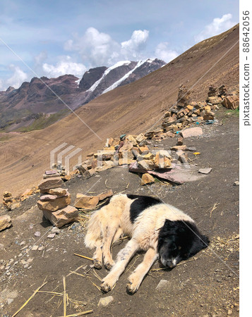 [Peru] Stray dog sleeping near the summit of Vinicunca (Mount Binikunka) 88642056