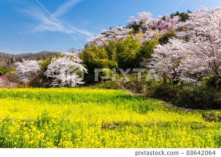 Rape field and Hanamiyama 88642064
