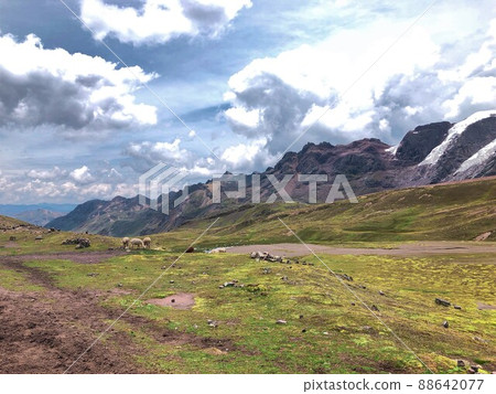 [秘魯] 吃草的羊駝（Mt. Binikunka（彩虹山）） 88642077