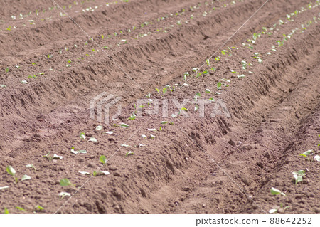 移栽白菜 88642252