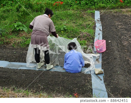 一名農民工和兩名移居農村的中老年婦女在自給自足的地裡收割莊稼。 一名農民工和兩名移居農村的中老年婦女在自給自足的地裡收割莊稼。 88642451