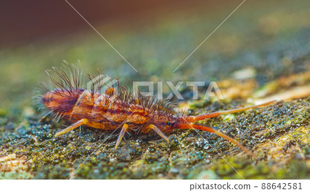 Slender springtail, Orchesella flavescens on wood, close up focus stacked macro photo Slender springtail, Orchesella flavescens on wood, close up focus stacked macro photo 88642581