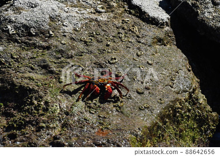 red crab in cortez sea rock baja california sur mexic 88642656