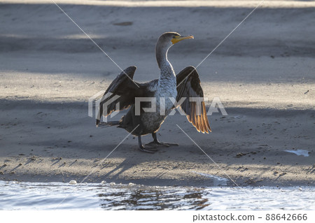 cormorant open wings in baja california mexico in cortez sea beach cormorant open wings in baja california mexico in cortez sea beach 88642666