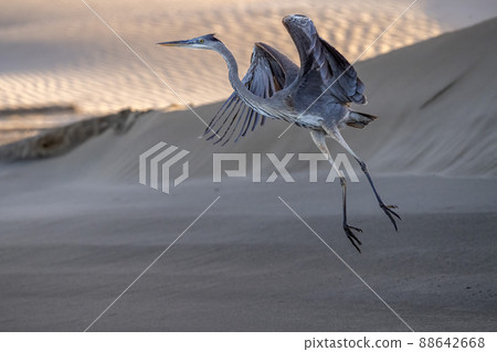 heron flying in baja california mexico beach cortez sea 88642668