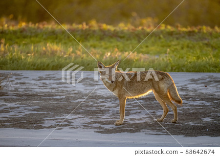 coyote in baja california sur beach at sunset 88642674