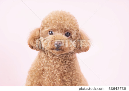 玩具貴賓犬看著粉紅色背景的相機 88642786
