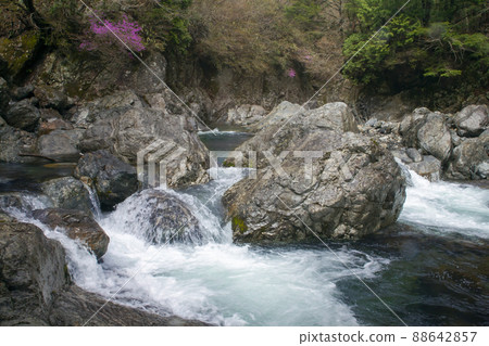初夏山谷、杜鵑花和山澗風光-7 88642857