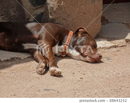 [Peru] Lakchi Ruins: Brown dog sleeping on the ground (San Pedro village) 88643252