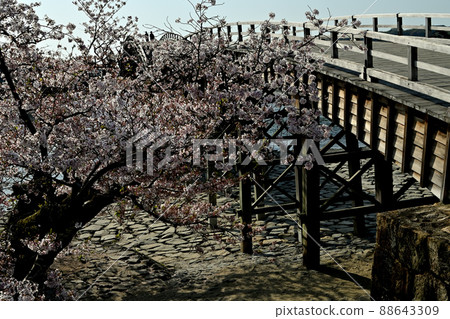 Kintaikyo Bridge and Sakura, Iwakuni City Kintaikyo Bridge and Sakura, Iwakuni City 88643309