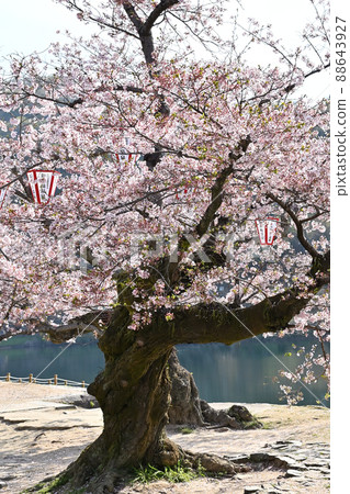 岩國市錦帶橋和櫻花 岩國市錦帶橋和櫻花 88643927