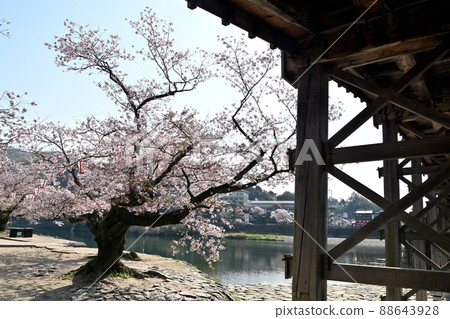 Kintaikyo Bridge and Sakura, Iwakuni City Kintaikyo Bridge and Sakura, Iwakuni City 88643928