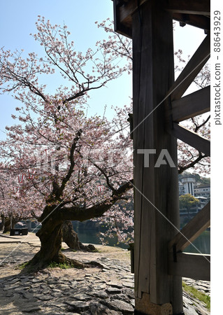 Kintaikyo Bridge and Sakura, Iwakuni City Kintaikyo Bridge and Sakura, Iwakuni City 88643929
