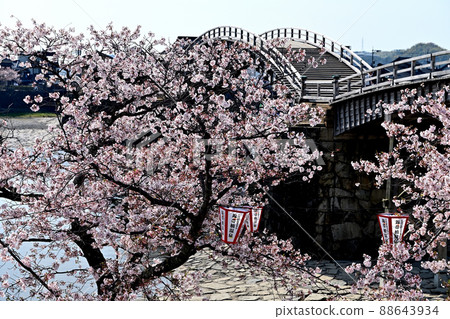 Kintaikyo Bridge and Sakura, Iwakuni City Kintaikyo Bridge and Sakura, Iwakuni City 88643934
