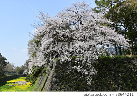 從大津通看名古屋城的油菜花和櫻花 88644211