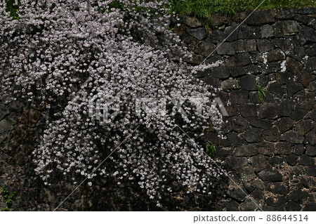 名古屋城的石垣和吉野櫻花 88644514