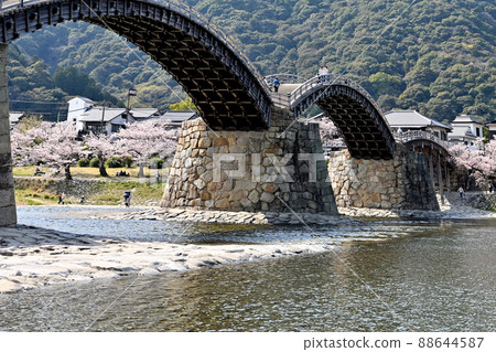岩國市錦帶橋和櫻花 88644587