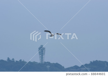 一隻海鷗適合你 88644601