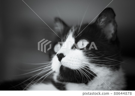Immunodeficient black and white cat portrait 88644878