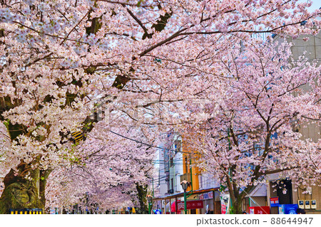 Tokiwadaira Sakura Dori (Matsudo City, Chiba Prefecture) 88644947