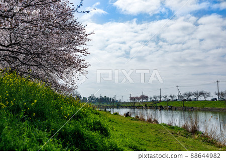 埼玉縣富士見市備沼自然公園的一排櫻花樹 埼玉縣富士見市備沼自然公園的一排櫻花樹 88644982