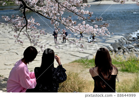 岩國市錦帶橋和櫻花 88644999