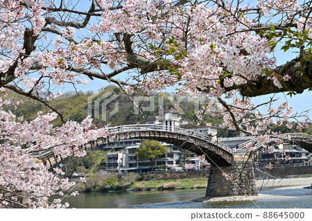 岩國市錦帶橋和櫻花 88645000