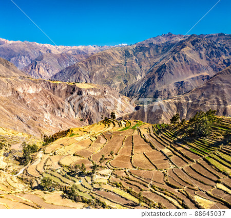 Terraced fields in the Colca Canyon at Cabanaconde in the Arequipa region of Peru 88645037