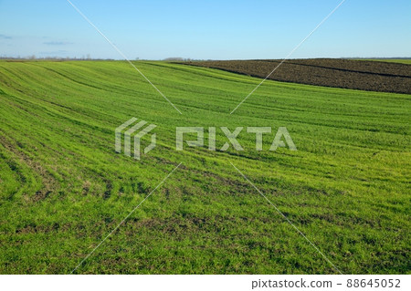 Field 88645052