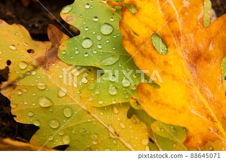 Leaves Leaves 88645071