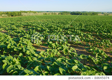 Agriculture Agriculture 88645074