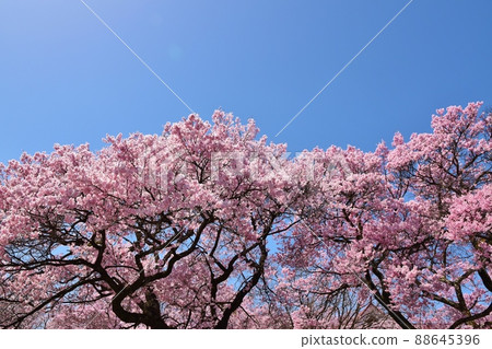 Takato okohiganzakura in full bloom 88645396