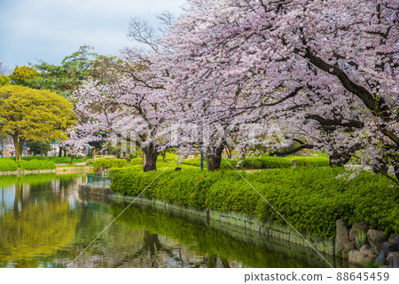 <<愛知縣>>名古屋市名城公園的櫻花 <<愛知縣>>名古屋市名城公園的櫻花 88645459