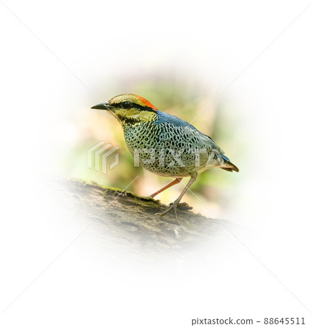 Male Blue Pitta perching on tree trunk looking into a distance 88645511