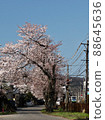 Cherry Blossoms   88645636