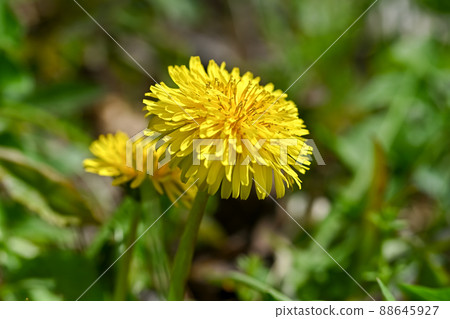 Dandelion 88645927