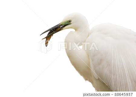 Great egret holding fish in beak isolated on white background Great egret holding fish in beak isolated on white background 88645937