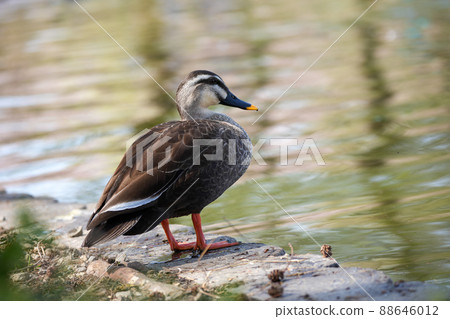 水邊的斑嘴鴨 88646012