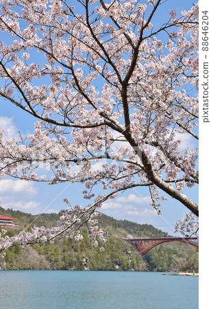 岐阜的櫻花 岐阜的櫻花 88646204