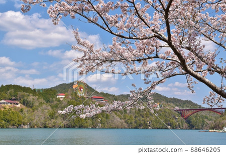 岐阜的櫻花 岐阜的櫻花 88646205