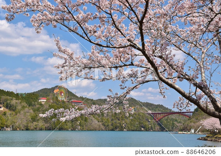 Sakura in Enakyo Gifu 88646206